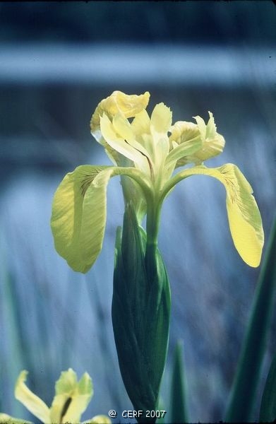 Iris des marais-1.jpg