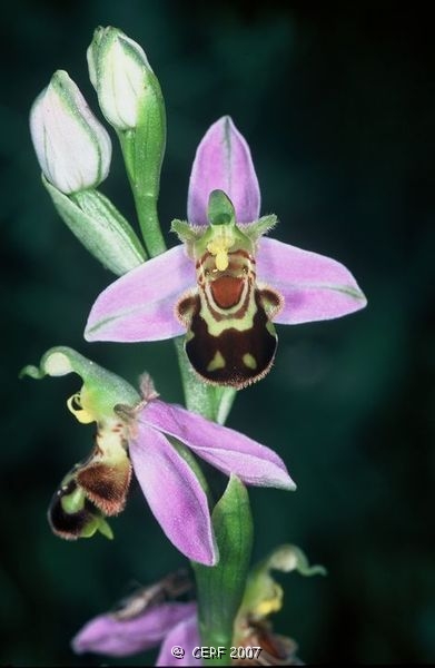 Ophrys abeille-1.jpg