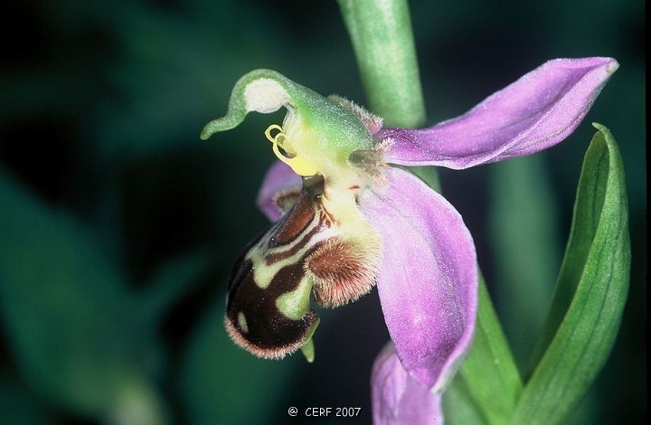 Ophrys abeille-3.jpg