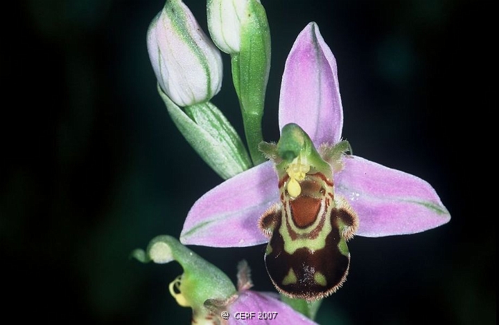 Ophrys abeille-4.jpg