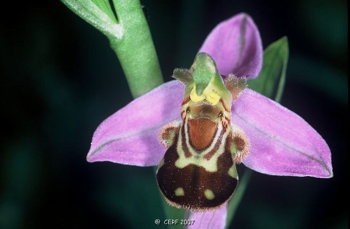 Ophrys abeille-5.jpg