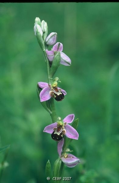 Ophrys abeille-6.jpg