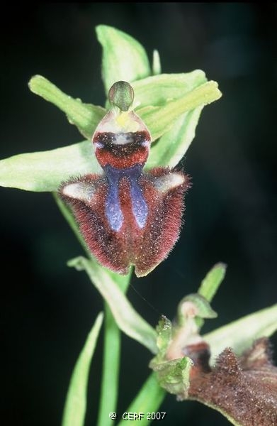 Ophrys bourdon-2.jpg