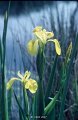 Iris des marais-2