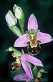 Ophrys abeille-2