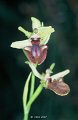 Ophrys bourdon-1